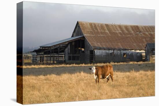 Cow Portrait-Lance Kuehne-Premier Image Canvas