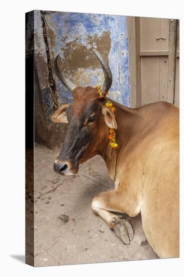Cow with Flowers, Varanasi, India-Ali Kabas-Premier Image Canvas