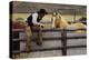 Cowboy and Horses-Darrell Gulin-Premier Image Canvas