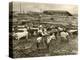 Cowboy Herding Cattle in the Railroad Stockyards at Kansas City Missouri 1890-null-Premier Image Canvas