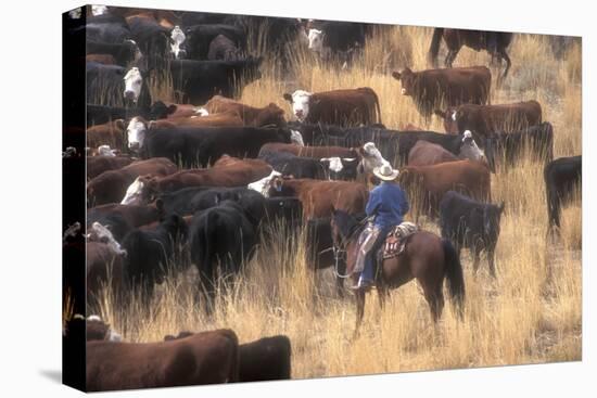 Cowboy Herding Cattle in the Sierras of California Near Bridgeport-John Alves-Premier Image Canvas