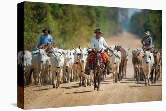 Cowboy Herding Cattle, Pantanal Wetlands, Brazil-null-Stretched Canvas