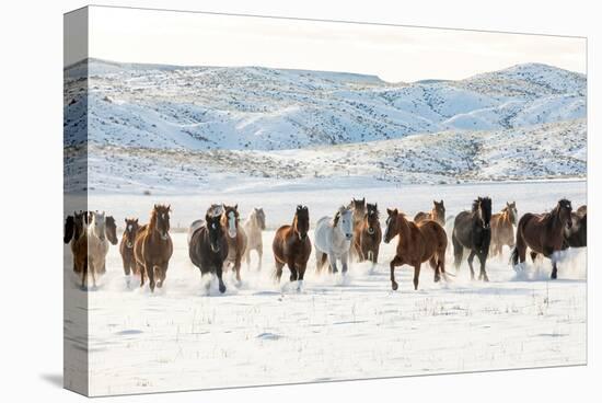 Cowboy Horse Drive, Hideout Ranch, Shell, Wyoming-Darrell Gulin-Stretched Canvas