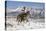 Cowboy On Grey Quarter Horse Trotting In The Snow At Flitner Ranch, Shell, Wyoming-Carol Walker-Premier Image Canvas