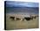 Cowboy Rounding Up Cattle, Diamond Ranch, New Mexico, United States of America, North America-Woolfitt Adam-Premier Image Canvas