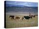 Cowboy Rounding Up Cattle, Diamond Ranch, New Mexico, United States of America, North America-Woolfitt Adam-Premier Image Canvas