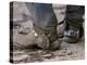 Cowboy's Spurs. Sombrero Ranch, Craig, Colorado-Carol Walker-Premier Image Canvas