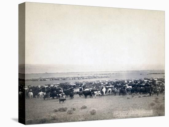 Cowboys herding cattle, c.1890-John C. H. Grabill-Premier Image Canvas