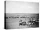 Cowboys with Cattle on the Range Photograph - Belle Fourche, SD-Lantern Press-Stretched Canvas