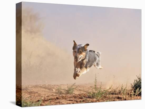 Cowdog Taking a Flying Leap, Flitner Ranch, Shell, Wyoming, USA-Carol Walker-Premier Image Canvas