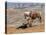 Cowgirl and Her Horse with Dog Viewing the Countryside-Terry Eggers-Premier Image Canvas