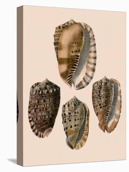 Cowry Helmets-G.b. Sowerby-Premier Image Canvas