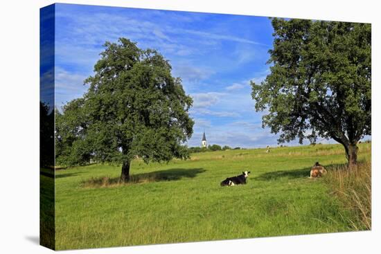 Cows and fruit trees near Merzkirchen, Saargau, Rhineland-Palatinate, Germany, Europe-Hans-Peter Merten-Premier Image Canvas