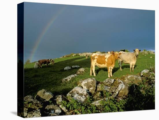 Cows and Rock Wall, Ireland-Marilyn Parver-Premier Image Canvas
