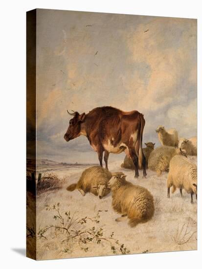 Cows and Sheep in Snowscape, 1864-Thomas Sidney Cooper-Premier Image Canvas