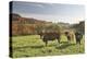 Cows, Autumn, Lindenfels (Town), Odenwald (Low Mountain Range), Hesse, Germany-Raimund Linke-Premier Image Canvas