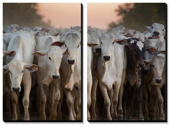 Cows Being Herded Down the Road in the Pantanal-Alex Saberi-Stretched Canvas