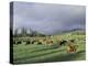 Cows Grazing in Lush Fields, Hana, Maui, Hawaii, USA-Merrill Images-Premier Image Canvas