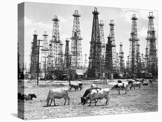 Cows Grazing near Oil Wells-null-Premier Image Canvas