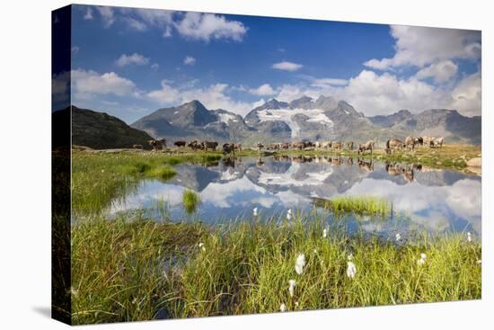 Cows grazing on green pastures surrounding the alpine lake, Val Bugliet, Canton of Graubunden, Enga-Roberto Moiola-Premier Image Canvas