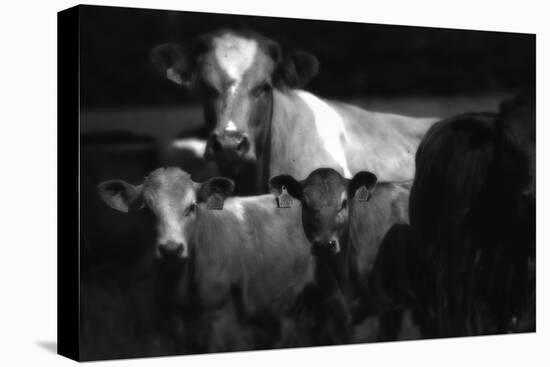 Cows in a Field-Clive Nolan-Premier Image Canvas