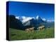 Cows in Alpine Meadow with Fiescherhorner and Eiger Mountains Beyond, Swiss Alps, Switzerland-Ruth Tomlinson-Premier Image Canvas
