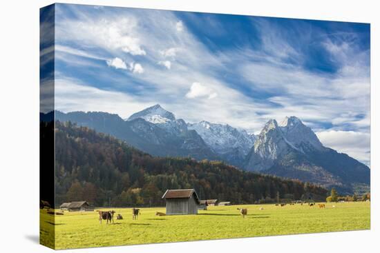 Cows in the green pastures framed by the high peaks of the Alps, Garmisch Partenkirchen, Upper Bava-Roberto Moiola-Premier Image Canvas