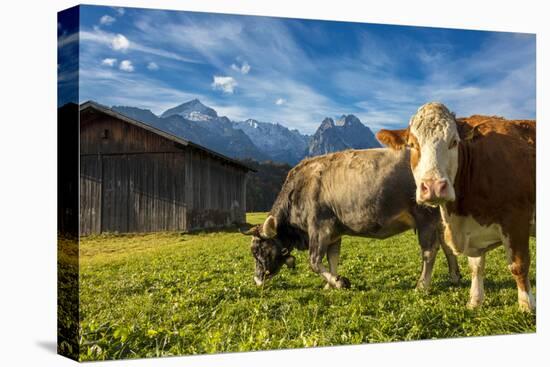 Cows in the green pastures framed by the high peaks of the Alps, Garmisch Partenkirchen, Upper Bava-Roberto Moiola-Premier Image Canvas
