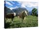 Cows Near Grindelwald, Bernese Oberland, Swiss Alps, Switzerland-Hans Peter Merten-Premier Image Canvas