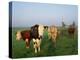 Cows on a Polder in the Early Morning, with a Windmill in the Background, in Holland, Europe-Groenendijk Peter-Premier Image Canvas