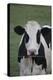 Cows-Jeff Rasche-Premier Image Canvas