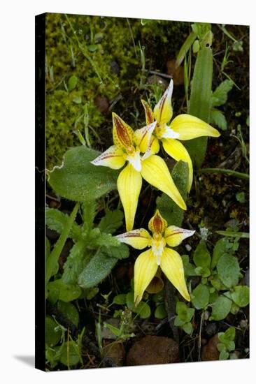 Cowslip Orchid (Caladenia Flava)-Bob Gibbons-Premier Image Canvas