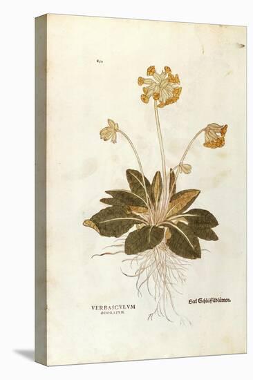 Cowslip - Primula Veris Officinalis (Verbasculum Odoratum) by Leonhart Fuchs from De Historia Stirp-null-Premier Image Canvas