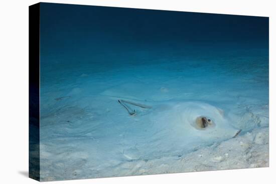 Cowtail Sting Ray Camouflaged on the Sandy Ocean Floor (Pastinachus Sephen)-Reinhard Dirscherl-Premier Image Canvas