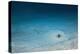 Cowtail Sting Ray Camouflaged on the Sandy Ocean Floor (Pastinachus Sephen)-Reinhard Dirscherl-Premier Image Canvas