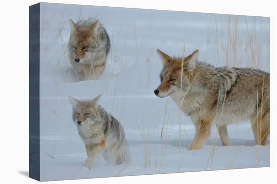 Coyote and Cubs-Lantern Press-Stretched Canvas