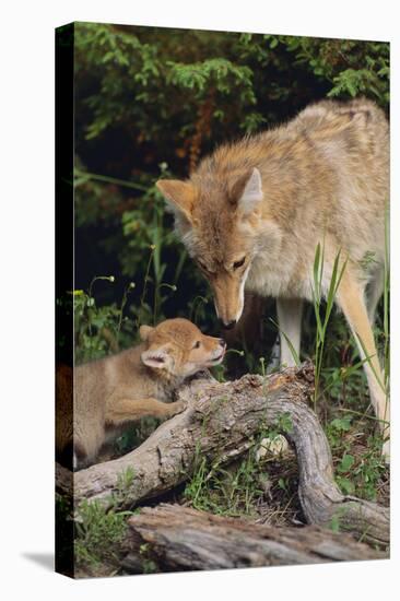 Coyote and Her Pup-DLILLC-Premier Image Canvas