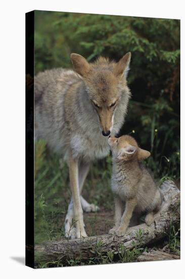 Coyote and Her Pup-DLILLC-Premier Image Canvas