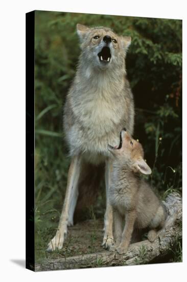 Coyote and Her Pup-DLILLC-Premier Image Canvas