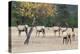 Coyote and Herd of Elk-Ken Archer-Premier Image Canvas