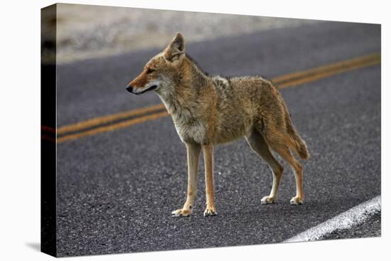 Coyote at Badwater Basin, Death Valley NP, Mojave Desert, California-David Wall-Premier Image Canvas