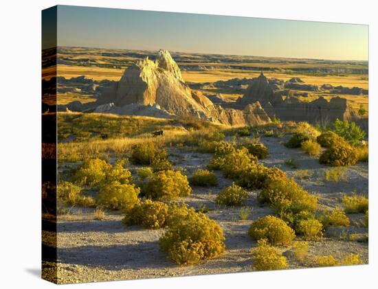 Coyote Bush and eroded features bordering grasslands, Badlands National Park, South Dakota-Tim Fitzharris-Stretched Canvas