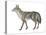 Coyote (Canis Latrans), Mammals-Encyclopaedia Britannica-Stretched Canvas