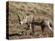 Coyote (Canis Latrans), Rocky Mountain National Park, Colorado-James Hager-Premier Image Canvas