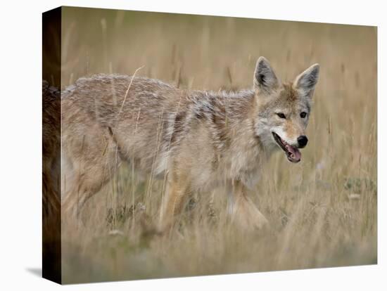 Coyote (Canis Latrans), Waterton Lakes National Park, Alberta, Canada, North America-null-Premier Image Canvas