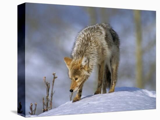 Coyote (Canis Latrans), Weighing 30-40 Lbs, Less Than Half the Weight of a Wolf, Wyoming, USA-Louise Murray-Premier Image Canvas