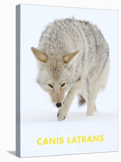 Coyote (Canis Latrans)-null-Stretched Canvas