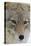 Coyote close-up-Ken Archer-Premier Image Canvas