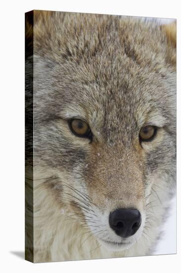 Coyote close-up-Ken Archer-Premier Image Canvas