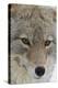 Coyote close-up-Ken Archer-Premier Image Canvas